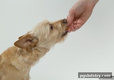 pg电子试玩网深度解析：首存奖励与老虎机吞吐期的协同运用