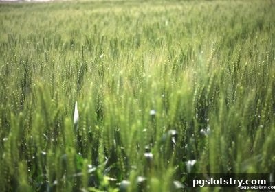 pg电子试玩网独家解析：洗码返佣机制、百家乐概率与路单技巧全攻略