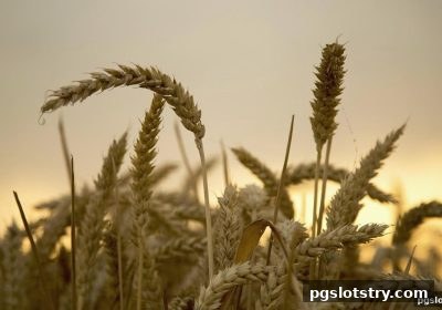 pg电子试玩网英雄联盟赛事观赛进阶技巧全攻略